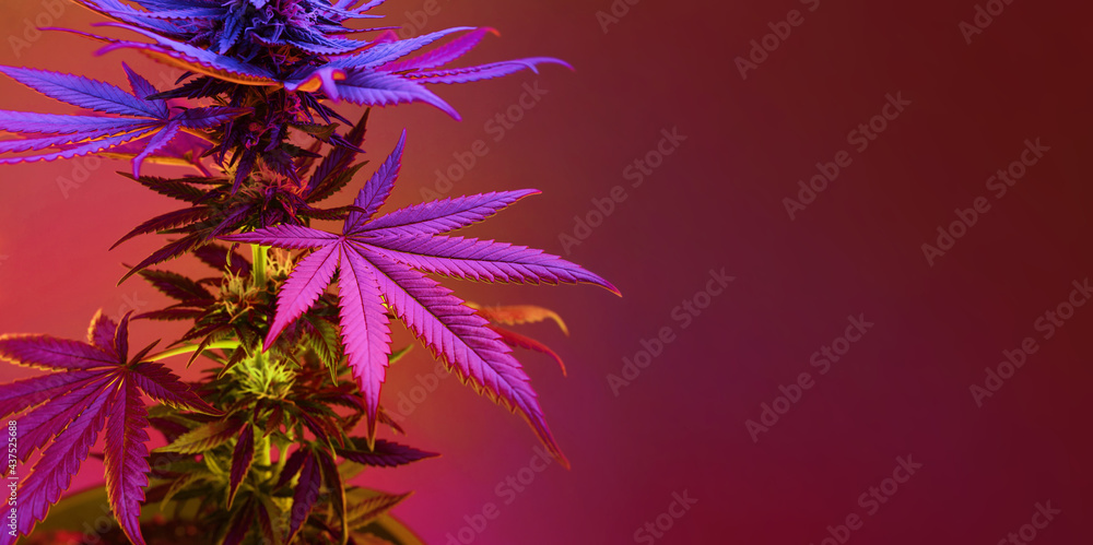 Purple leafs of cannabis plant. Long banner background with artistic vibrant foliage of marijuana plant. Medicinal hemp in neon colorful mixed light. Banner with empty place for text. - obrazy, fototapety, plakaty 