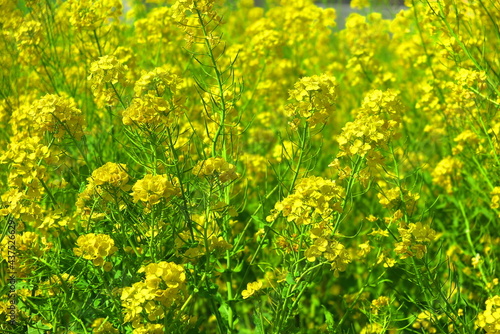 春の晴天に咲く黄色の菜の花の風景5