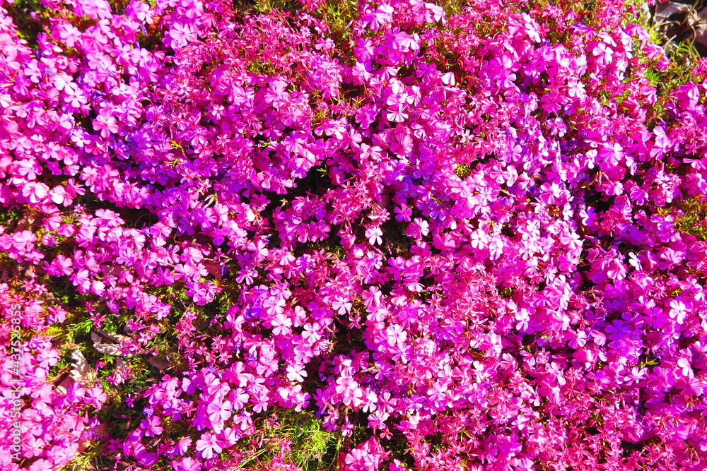 花壇いっぱいに咲くピンク色のシバサクラの風景1