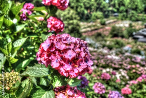 美しいアジサイ畑の写真素材 ア紫陽花 梅雨 6月 お花 美しい 服部農園 雨