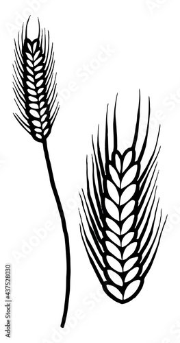 Barley spike. Hand drawn isolated illustration with the inscription on a white background