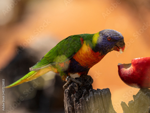 rainbow lorikeet parrot eating an apple