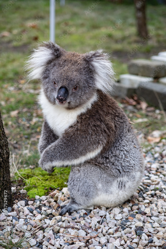 Fototapeta premium Koala Sitting Near a Tree