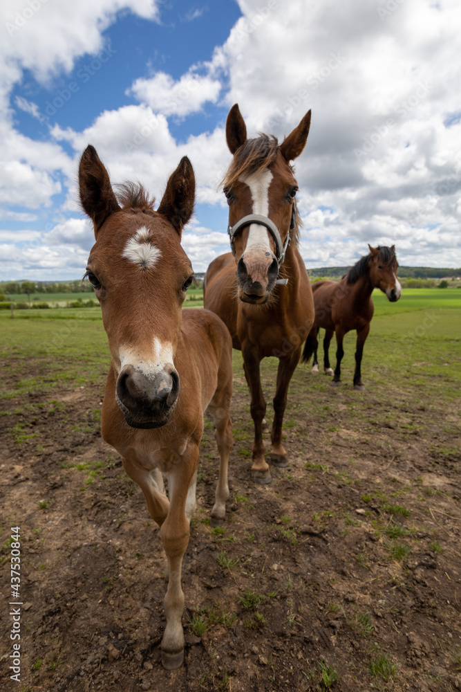 Obraz premium horses on a meadow