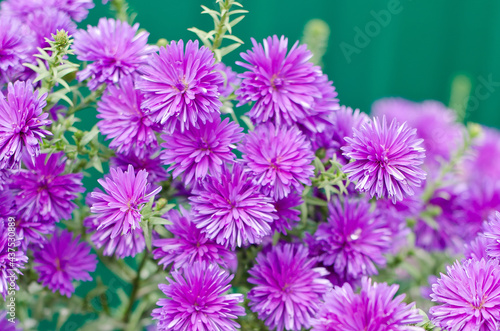 Beautiful tiny purple flowers of bushy aster  Aster dumosus  in a garden.