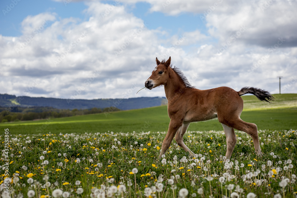 Young horse on meadow