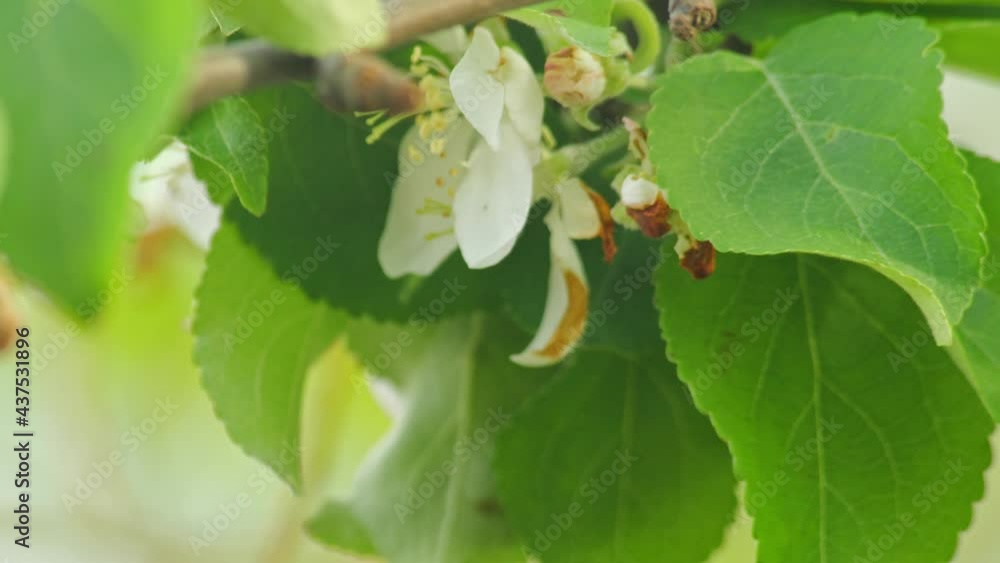 wildlife insects: bumblebee flying around tree flowers