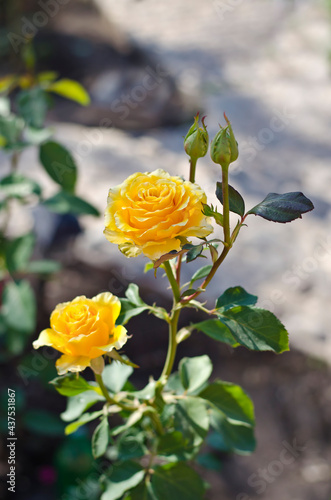 Beautiful yellow roses blooming on a summer day.