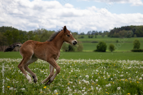Young horse on meadow © Jan Kopřiva