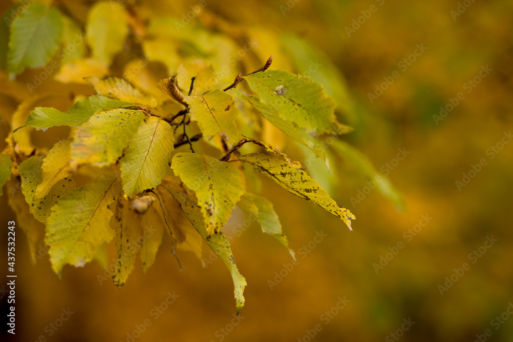 Fall, autumn, leaves background. A tree branch with autumn leaves on a blurred background. Landscape in autumn season Fall, autumn, leaves background. A tree branch with autumn leaves on a blurred background. Landscape in autumn season