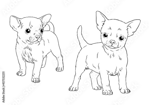 Chihuahua puppy. Cute dogs puppies. Coloring template. Digital illustration. 
