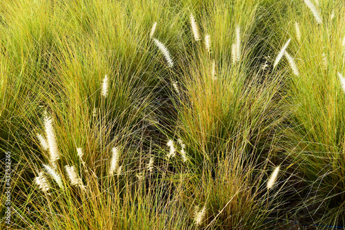 grass in the wind