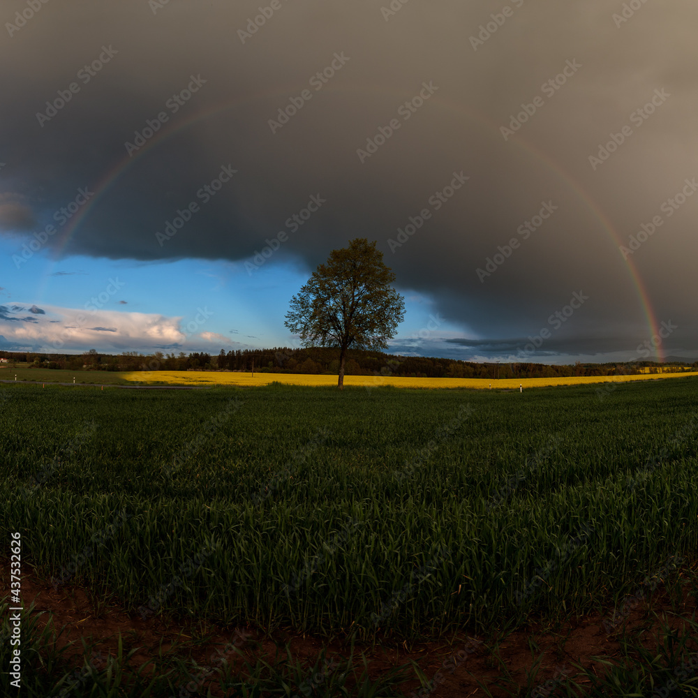 Naklejka premium rainbow over the fields