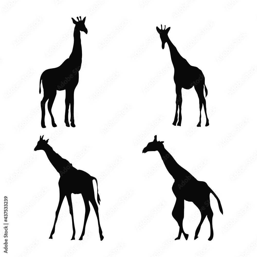 Fototapeta premium silhouette of giraffe