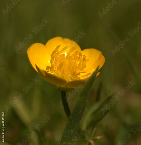 wild buttercup in summer garden