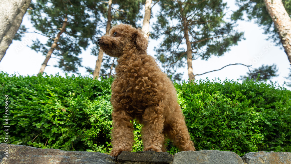 토이 푸들 강아지, Toy Poodle