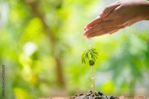 seed and planting concept with female hand watering young tree over green background