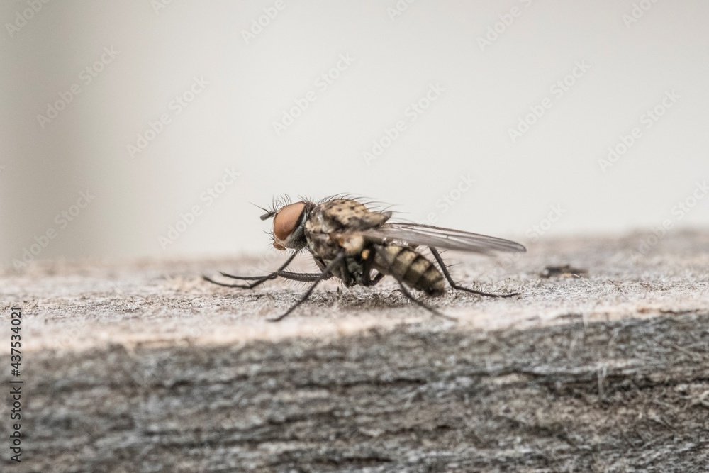 Specimen of common fly in the foreground Specimen of common fly in the foreground
