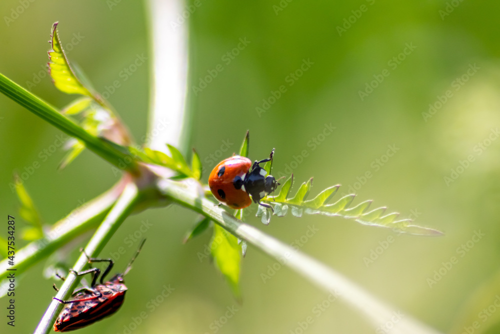 Beautiful black dotted red ladybug beetle climbing in a plant with blurred background and much copy space searching for plant louses to kill them as beneficial organism and useful animal in the garden Beautiful black dotted red ladybug beetle climbing in a plant with blurred background and much copy space searching for plant louses to kill them as beneficial organism and useful animal in the garden