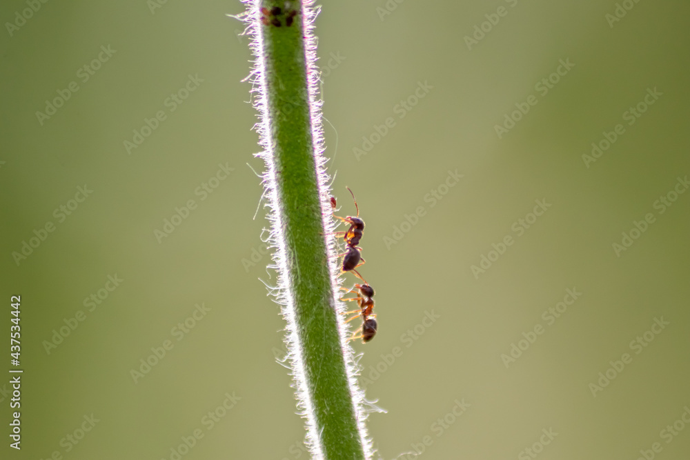 Many garden ants herding plant louses for honeydew production milking them as symbiotic ecosystem and protecting their flock as collaboration and pest control farming of formica rufa and hexapoda Many garden ants herding plant louses for honeydew production milking them as symbiotic ecosystem and protecting their flock as collaboration and pest control farming of formica rufa and hexapoda