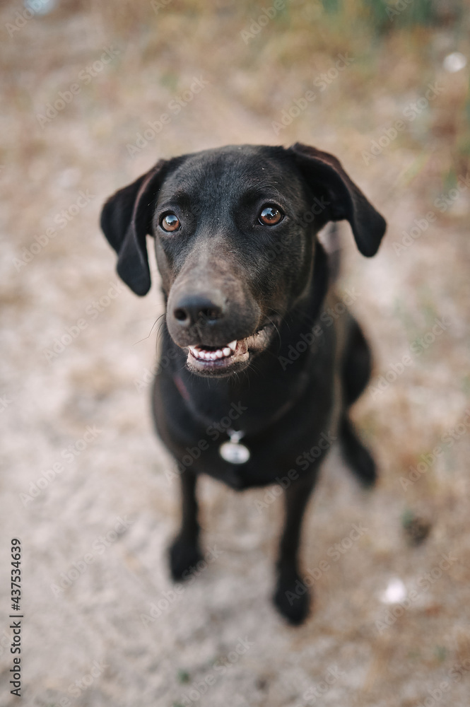 black dog labrador looking at the camera black dog labrador looking at the camera