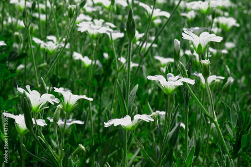 Białe polne kwiaty rosnące wśród traw