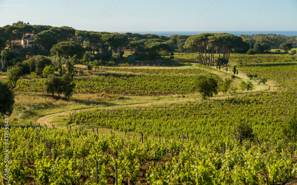 Winding track through vineyard in Corsica