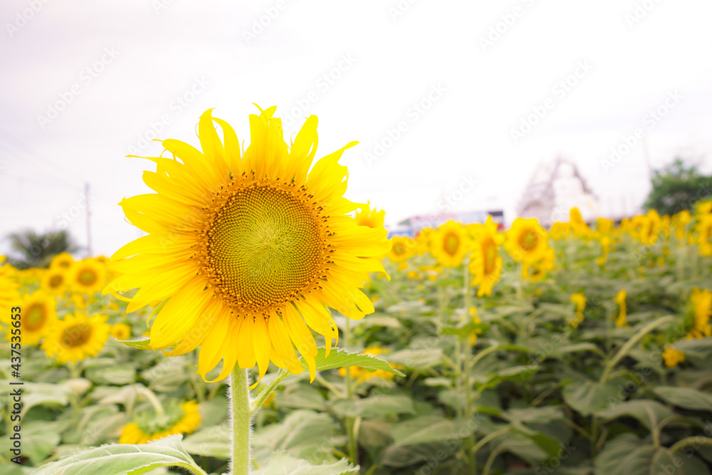Fototapeta premium Beautiful Sunflower or Helianthus annuus