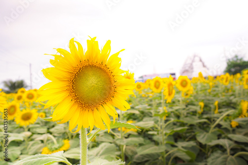 Beautiful Sunflower or Helianthus annuus