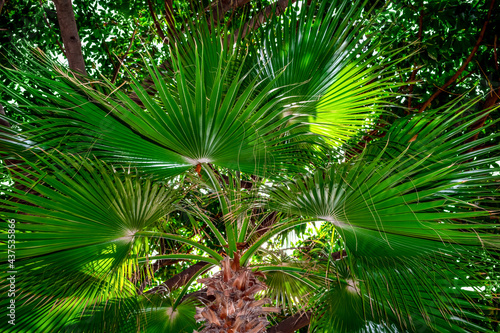 Bright green natural fan palm foliage texture. Dark fresh leaves of tropical plant close-up
