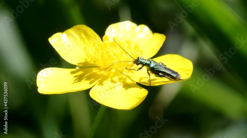 Swollen-thighed Beetle on flowers. His Latin name is Oedemera nobilis. photo