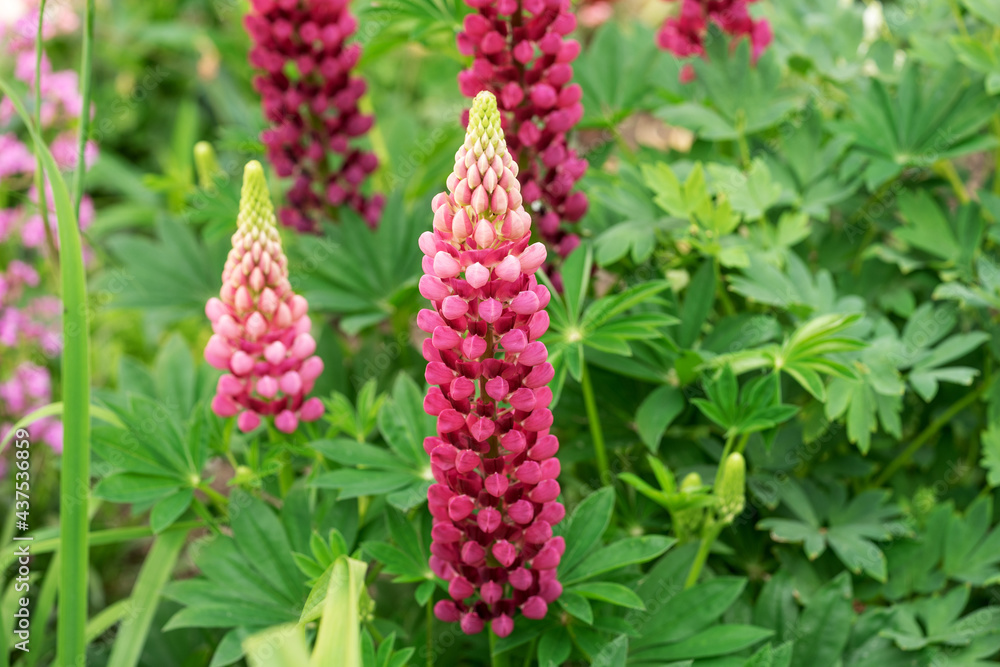Pink lupine flowers in the garden Pink lupine flowers in the garden