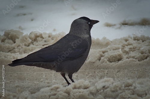 Fototapeta kuchenna Lonely Jackdaw 