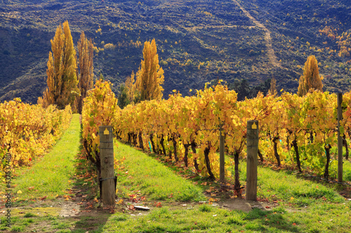 A vineyard in autumn, the vines covered in bright yellow leaves. Photographed in the Otago region of New Zealand's South Island