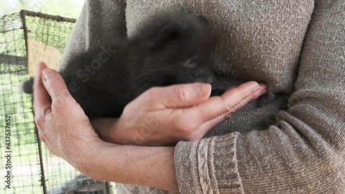 female caresses the little black fox 