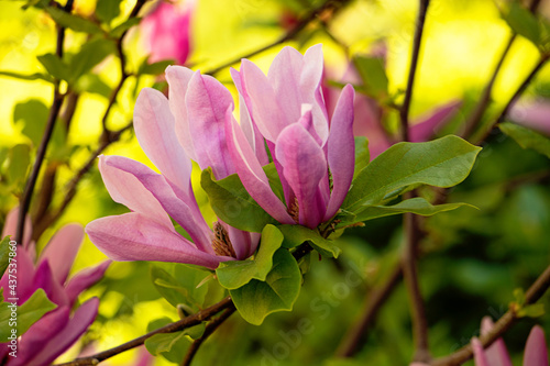 Closeup photography oof the beatiful pink magnolia,bathing in sunlights.Springtime concept.Floral background.