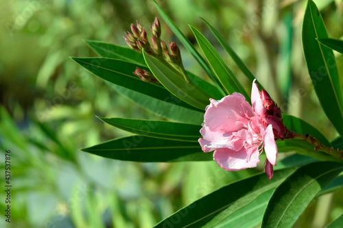 pink flower