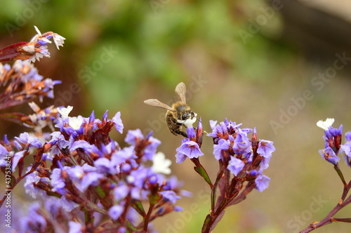  Bee on the garden