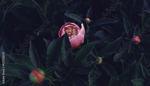 Fototapeta Naklejka Na Ścianę i Meble -  Dark flower background with peonies in garden