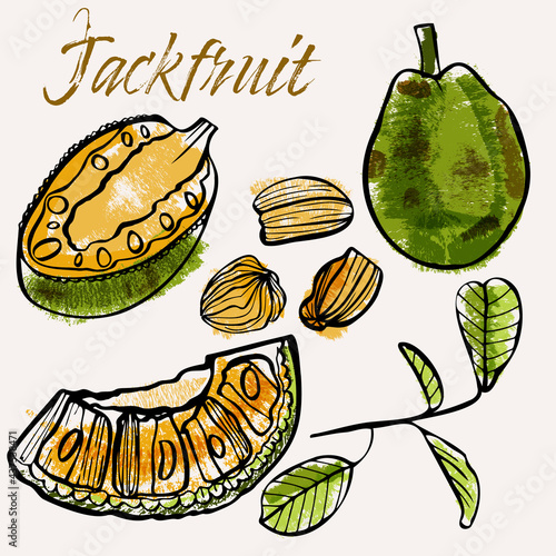 Jackfruit line art and color hand-drawn vector illustration. Rough crayon strokes doodle in an expressive loose coloring book style © KaliaZen