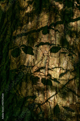 bark shadow
