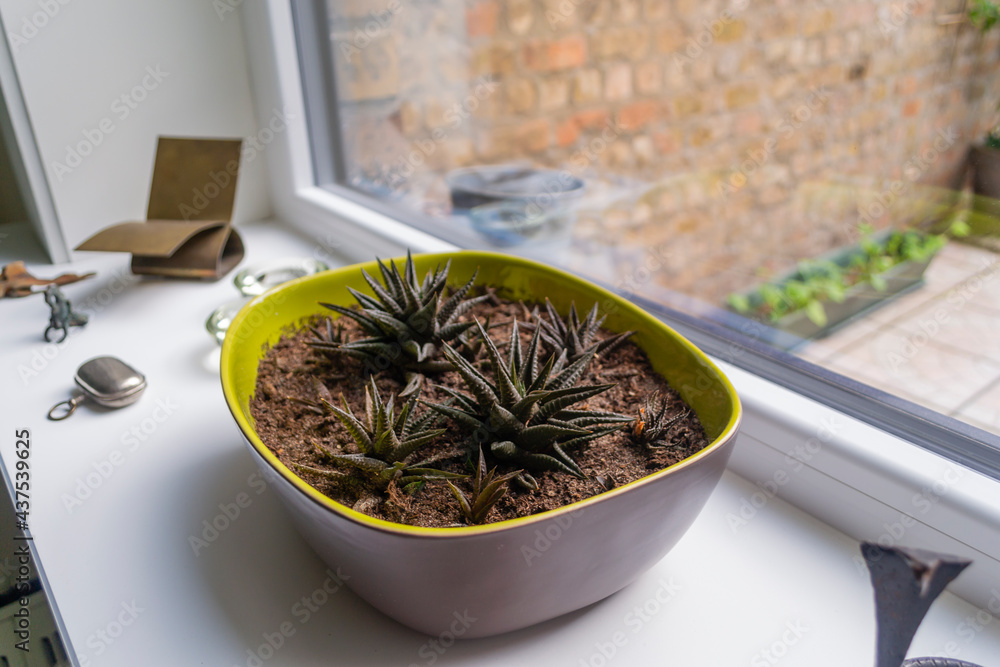 Aloès Haworthia Zebra