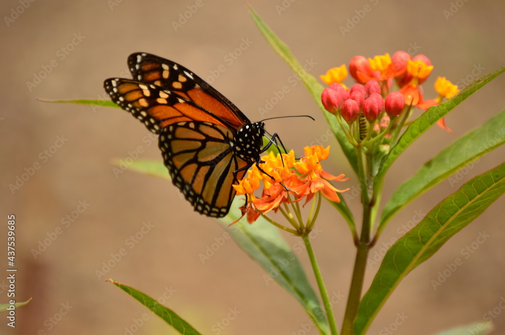 butterfly on flower