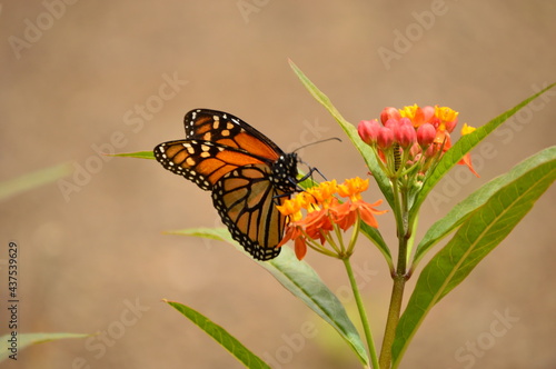 Monarch butterfly © Patricia