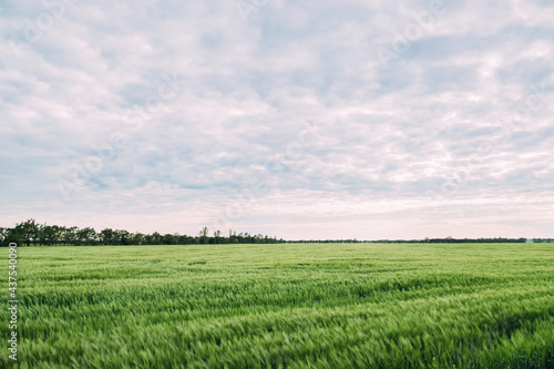 Young wheat field in general against the background of the cloudy sky.