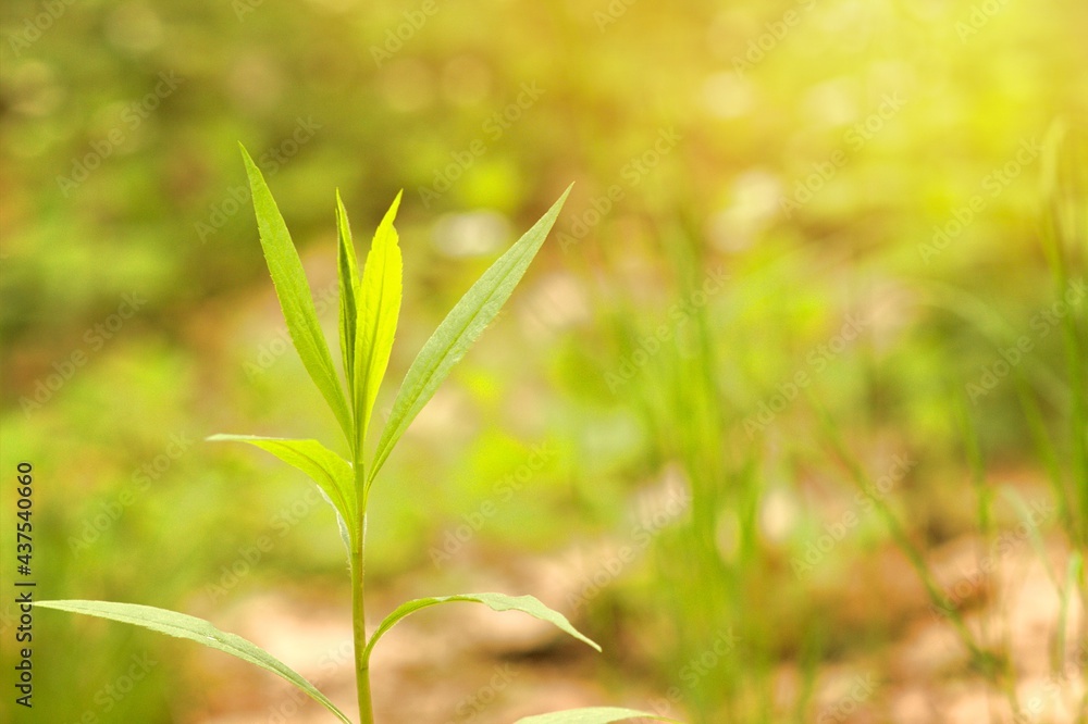 A green plant in the spring morning sun.
A green plant in the spring morning sun.
