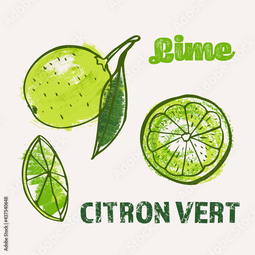 Citrus lime line art and color hand-drawn vector illustration. Rough crayon strokes doodle in an expressive loose coloring book style