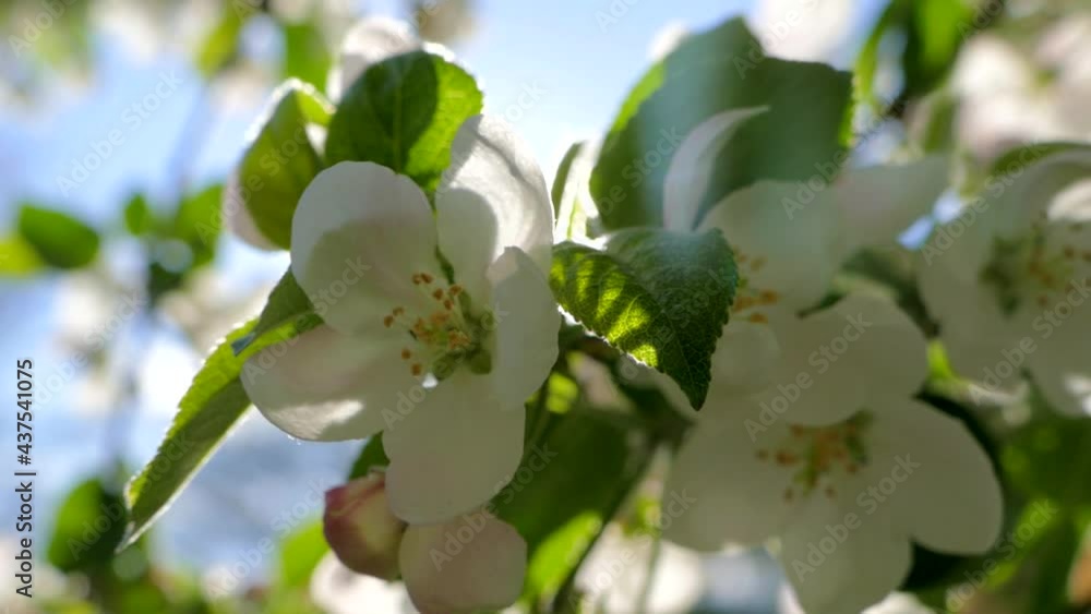 Flowering on the branches of an apple tree. The spring rays of the sun shine through the branches. The fruit tree blooms beautifully and magnificently with white flowers. Flowering on the branches of an apple tree. The spring rays of the sun shine through the branches. The fruit tree blooms beautifully and magnificently with white flowers.
