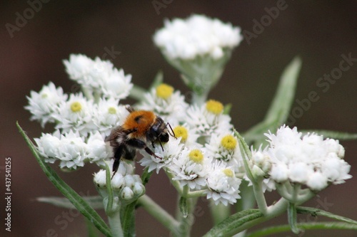 ladybug on daisy © стрекоза