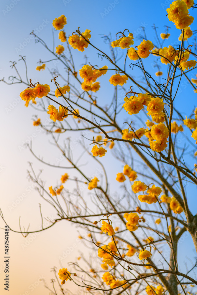 blooming Yellow Trumpet tree againts blue sky blooming Yellow Trumpet tree againts blue sky
